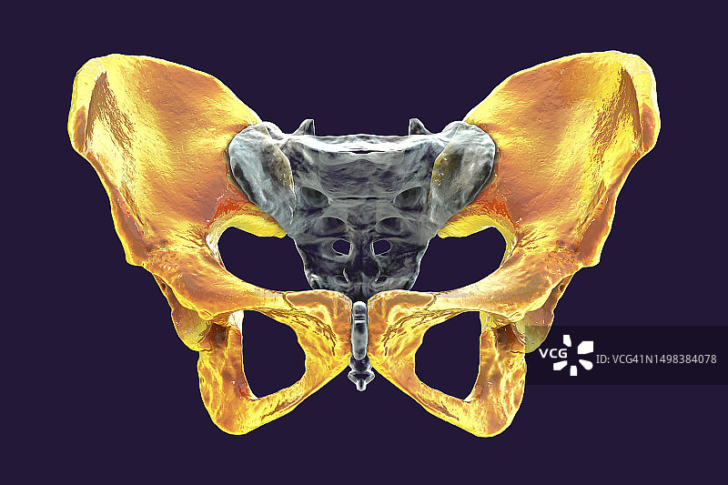 髋骨解剖图图片素材