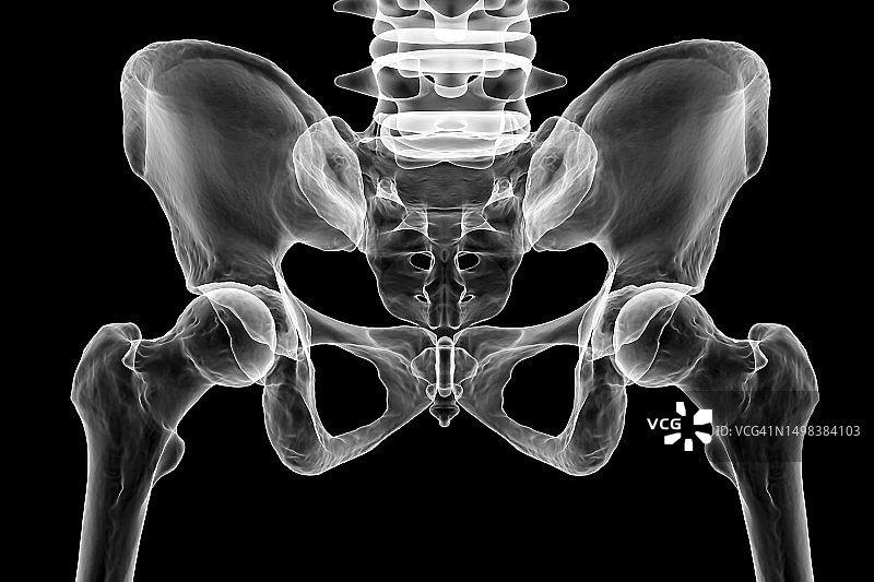 骨盆骨骼解剖结构图图片素材