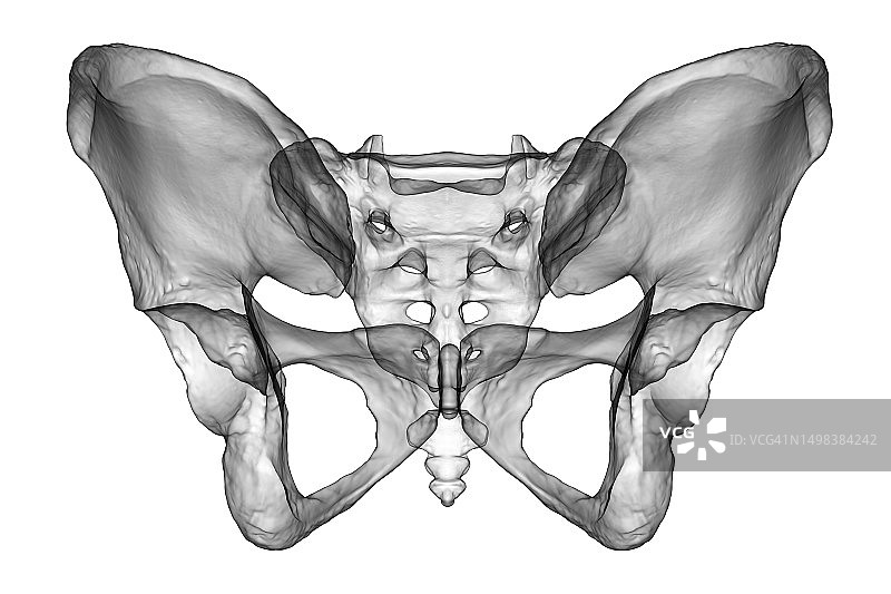 骨盆骨骼解剖结构图图片素材