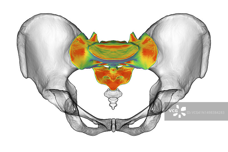 骶骨解剖结构图图片素材
