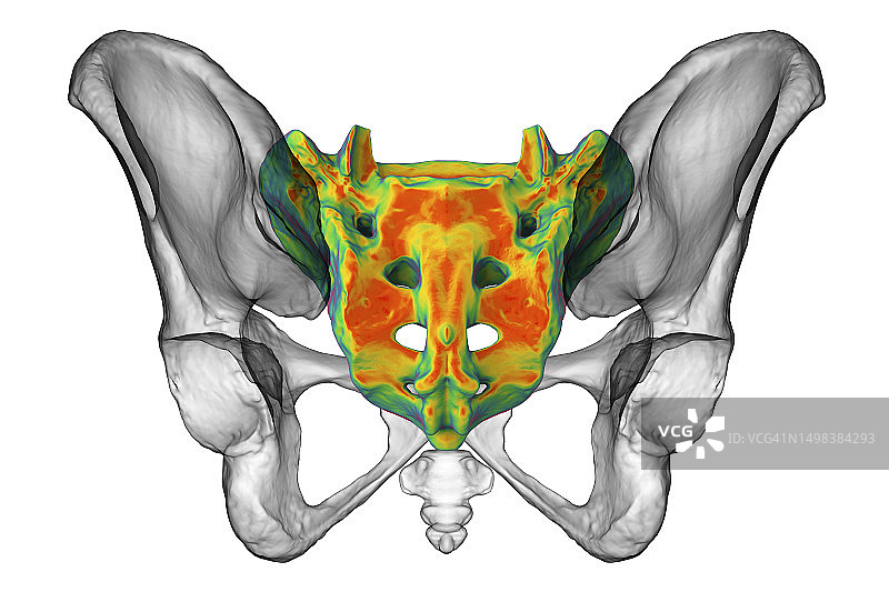 骶骨解剖结构图图片素材
