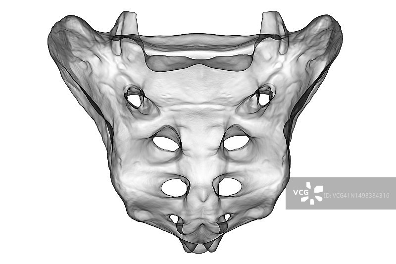 骶骨插图图片素材