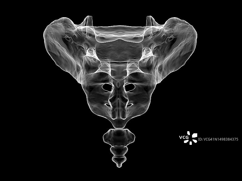 骶骨和尾骨解剖图图片素材