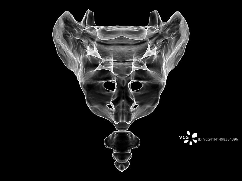 骶骨和尾骨解剖图图片素材