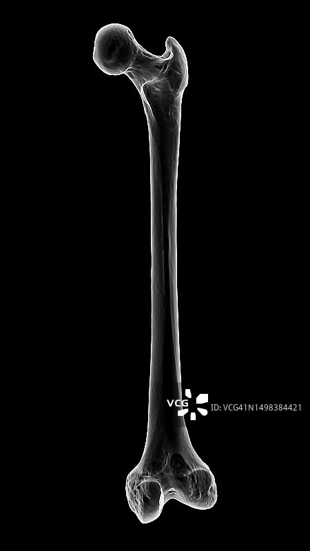 股骨骨骼插图图片素材