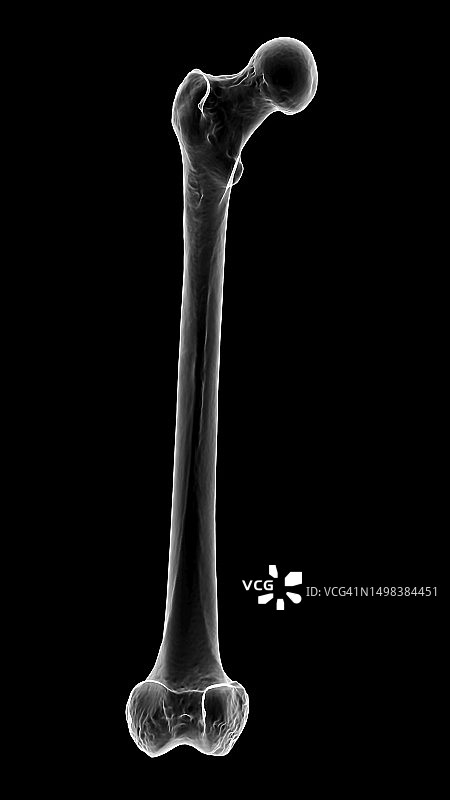 股骨骨骼插图图片素材