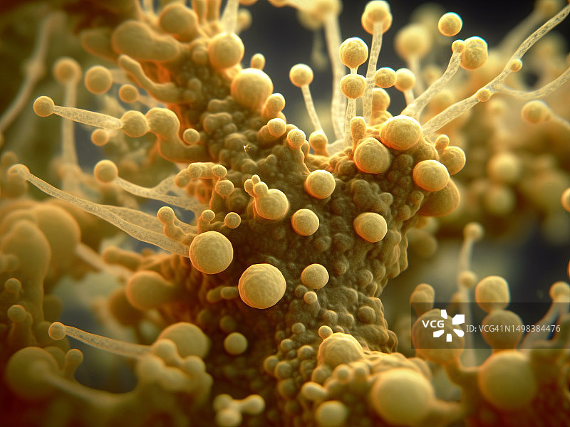 耳念珠菌真菌插图图片素材