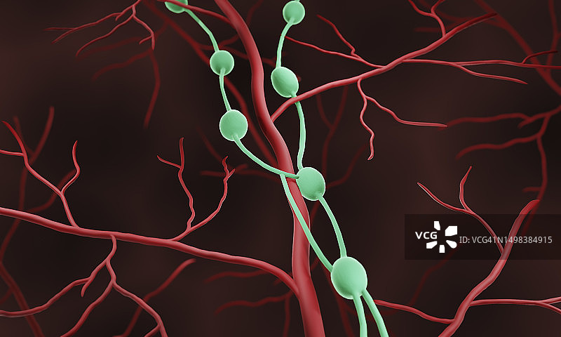 淋巴结图示图片素材
