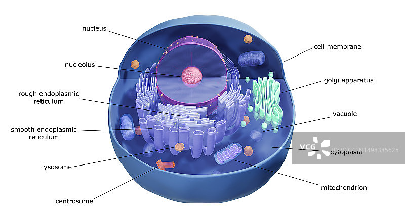 动物细胞结构，图示图片素材