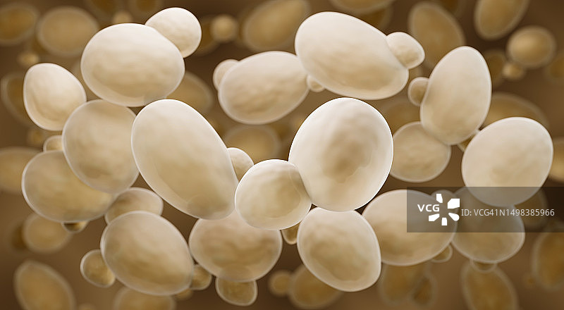 酿酒酵母插画图片素材