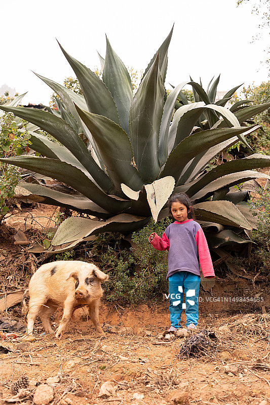 可爱的小女孩站在猪旁边图片素材