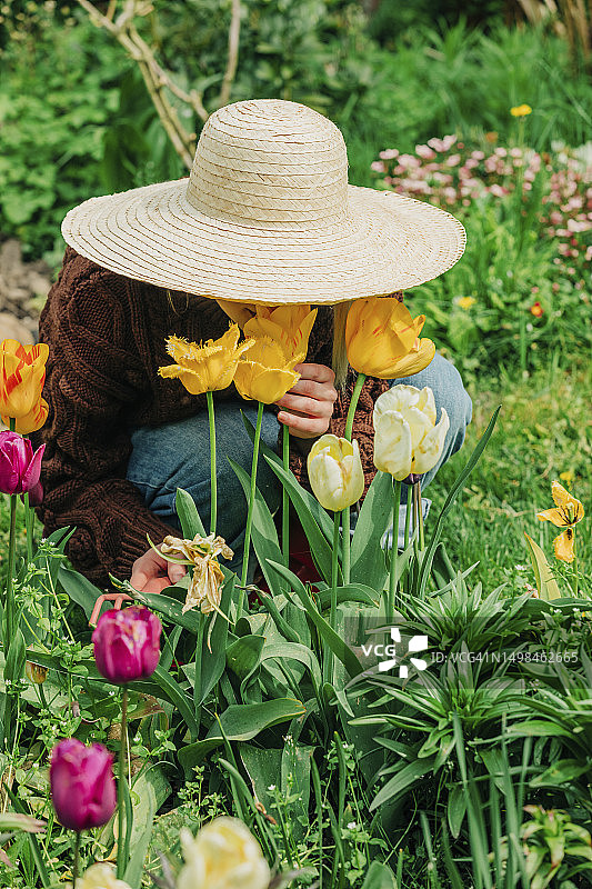 戴着帽子的女人在花园里闻郁金香图片素材