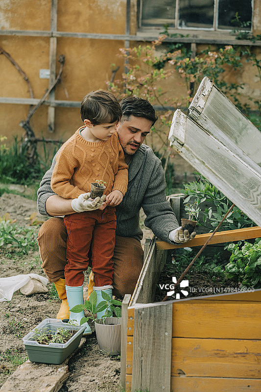 父子在花园的冷床里种植蔬菜幼苗图片素材