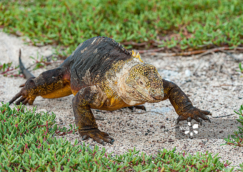 厄瓜多尔加拉帕戈斯群岛北西摩岛上的钝鼻锥尾蜥图片素材