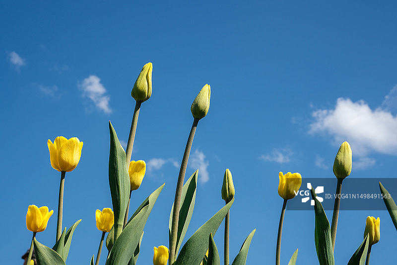 美丽的春夏花卉。 蓝天背景上明亮多彩的郁金香。 抽象的自然节日背景图片素材