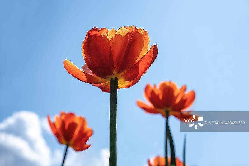 美丽的春夏花卉。 蓝天背景上明亮多彩的郁金香。 抽象的自然节日背景图片素材