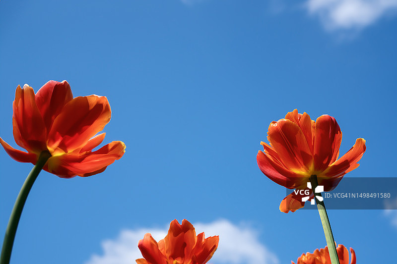 美丽的春夏花卉。 蓝天背景上明亮多彩的郁金香。 抽象的自然节日背景图片素材
