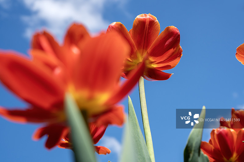 美丽的春夏花卉。 蓝天背景上明亮多彩的郁金香。 抽象的自然节日背景图片素材