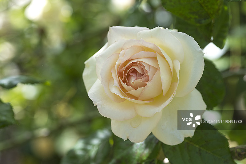 玫瑰花园图片素材