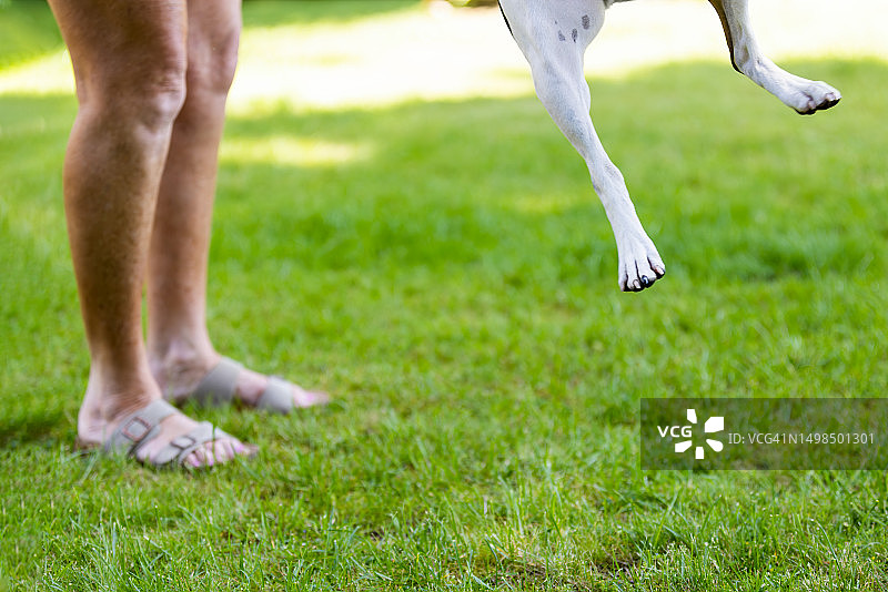 跳跃的狗和主人图片素材