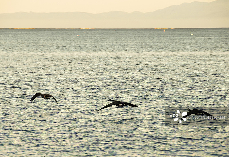 低空飞越水面的加拿大鹅图片素材