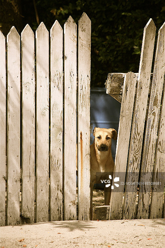 巴哈马拿骚坐在栅栏上的拉布拉多寻回犬肖像图片素材