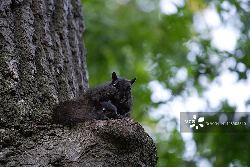 仰视角度：松鼠在加拿大安大略省的树干上图片素材