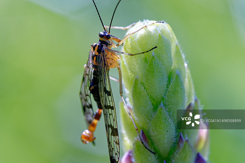 树叶上的昆虫特写图片素材
