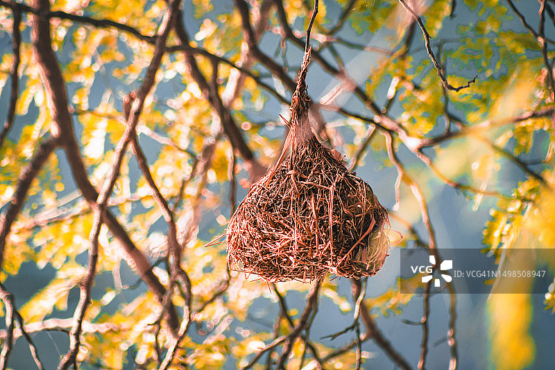 树上干燥的树叶仰视角度，阿曼佐法尔省塞拉莱图片素材