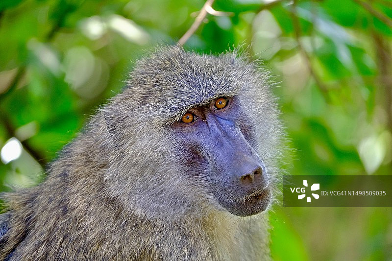 狒狒侧视特写图片素材