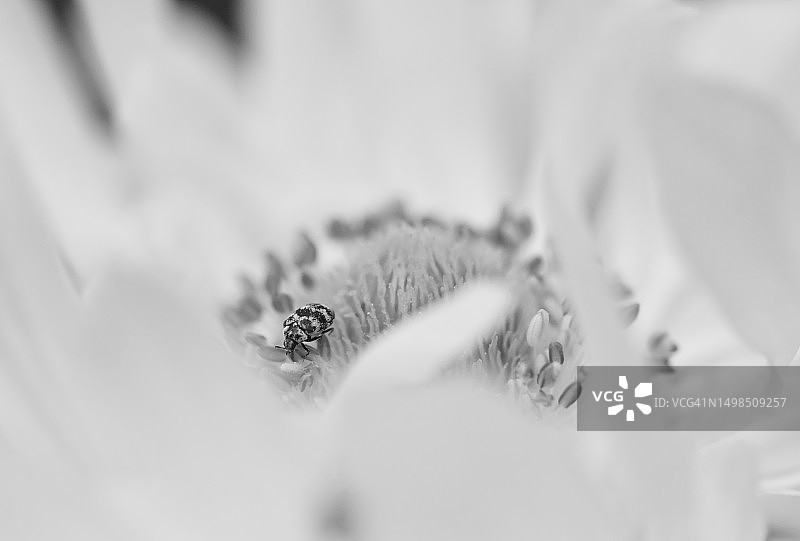 白花的特写图片素材