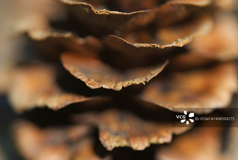 蘑菇特写图片素材