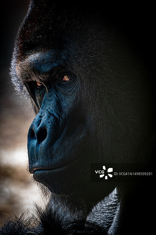 西部低地山地大猩猩的特写，黑色背景图片素材