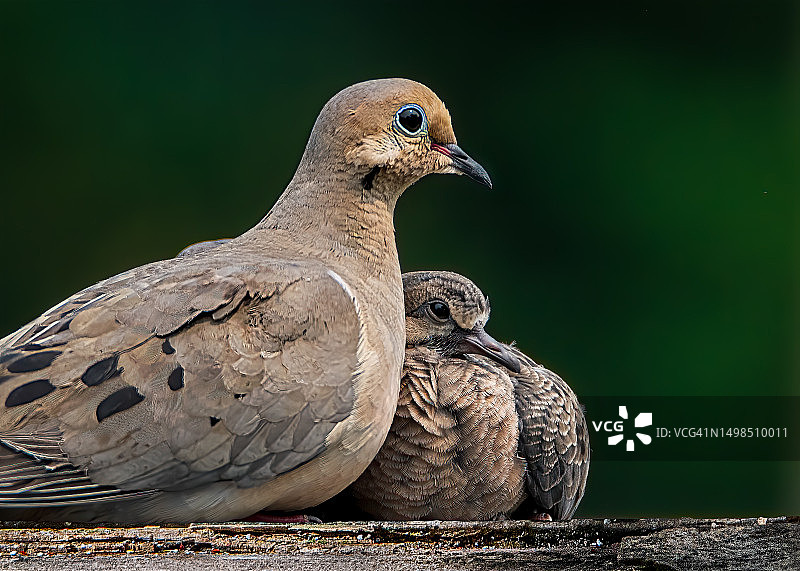 美国岩石上的鸽子特写图片素材