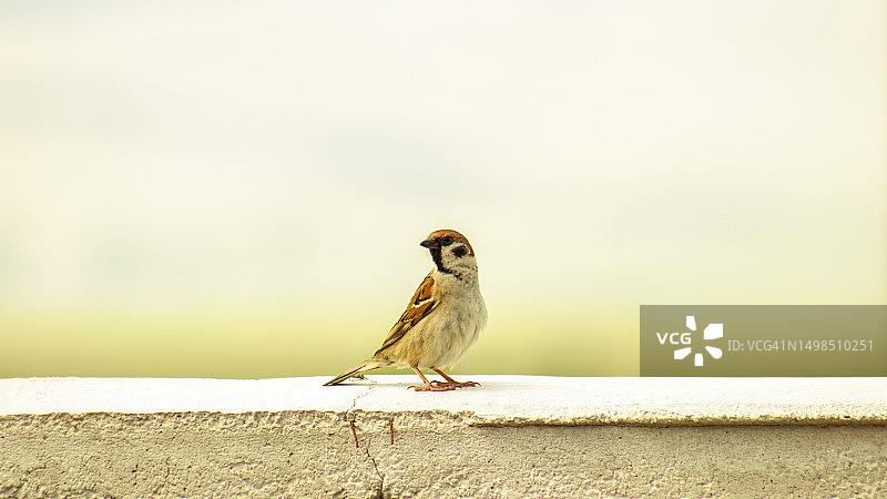 特写：麻雀栖息在挡土墙上图片素材