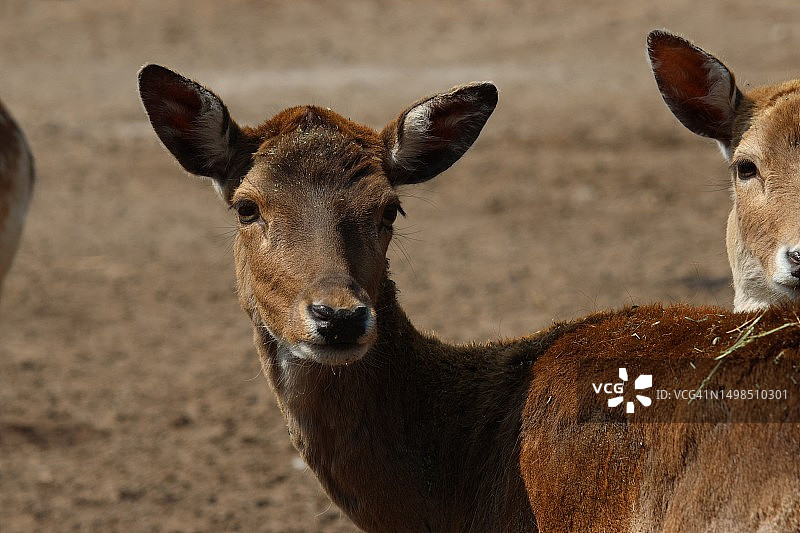 站在田野上的鹿的特写肖像，加拿大安大略省图片素材