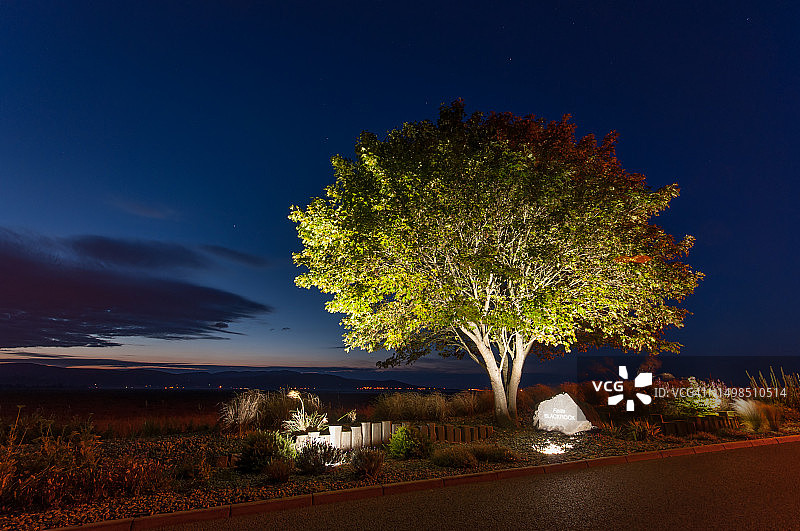 夜晚田野上映衬天空的树木图片素材