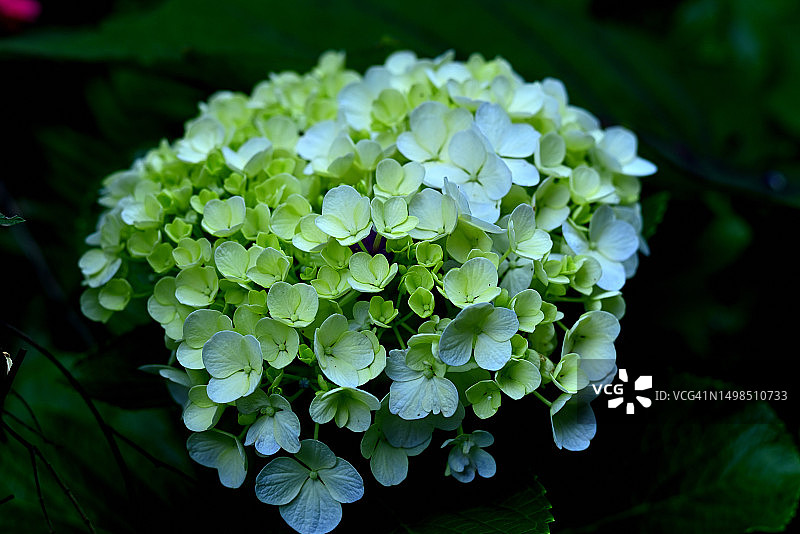 紫色绣球花植物的特写镜头，哥斯达黎加图片素材