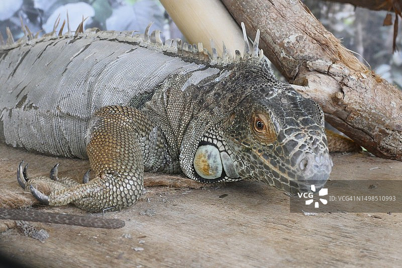 绿鬣蜥在木头上特写，日本山口县宇部市图片素材