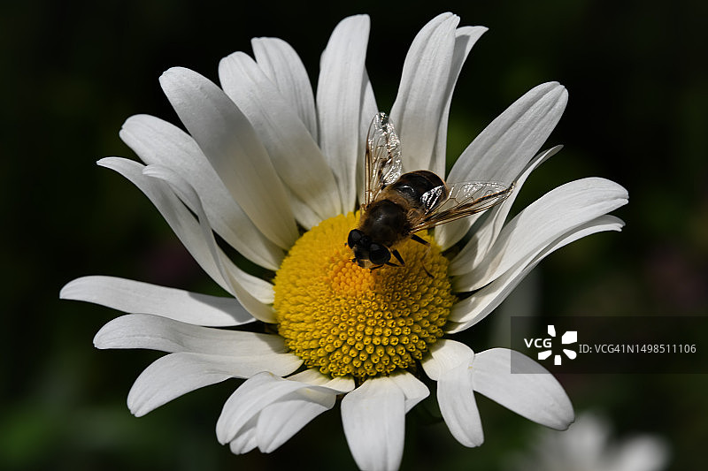 奥地利白色花朵上的蜜蜂特写图片素材