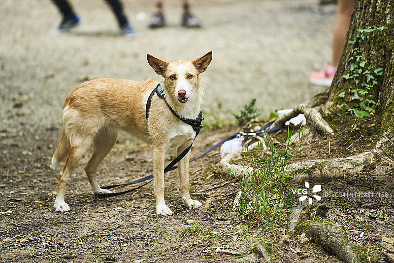 浅棕色和白色毛发的狗拴在树根上，背景中可以看到三个人的鞋子图片素材