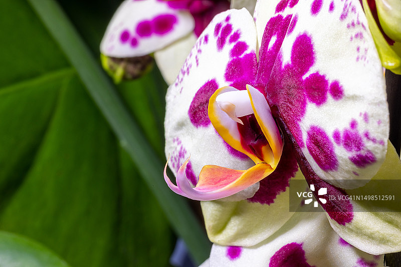 粉色玫瑰花特写，波兰图片素材