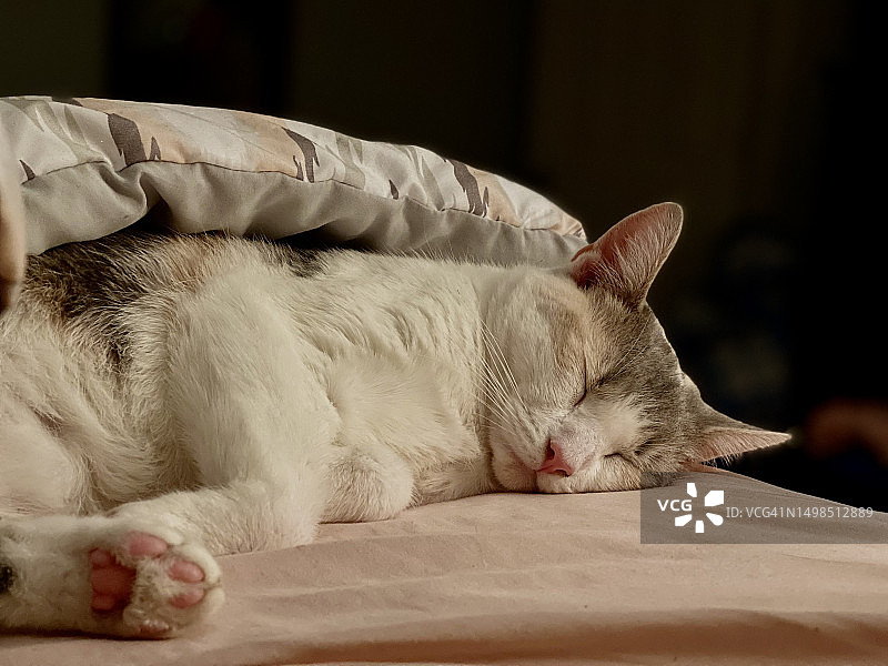 猫咪特写：睡在美国宾夕法尼亚州米德尔敦图片素材