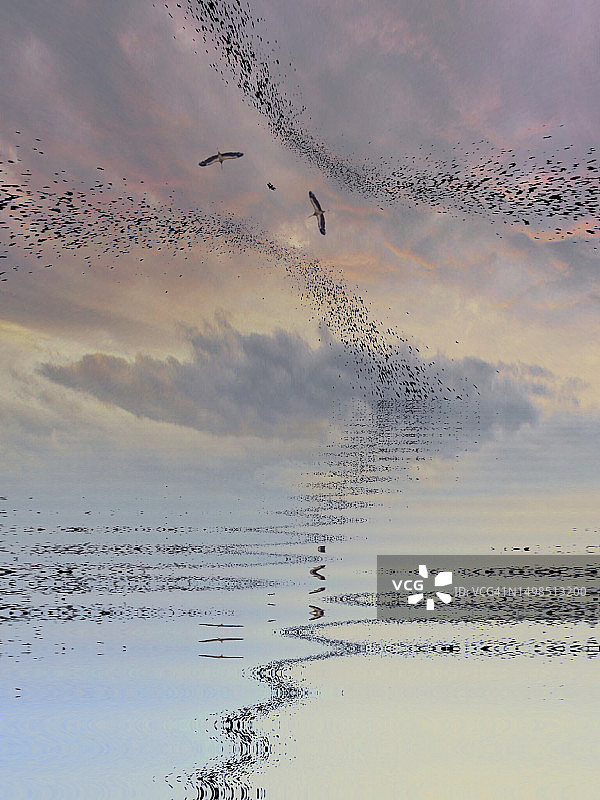 日落时分，天空背景下，鸟群剪影的仰视角度，位于突尼斯坚杜拜省图片素材