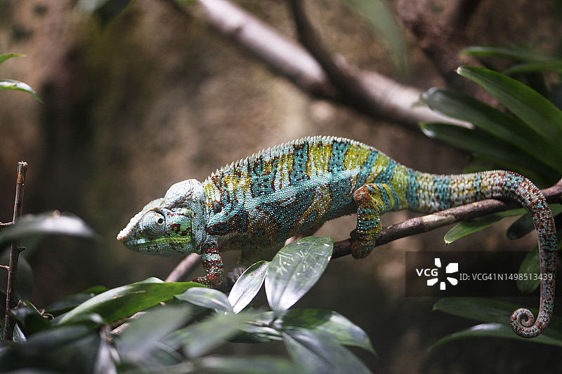 植物上的变色龙特写，德国慕尼黑图片素材