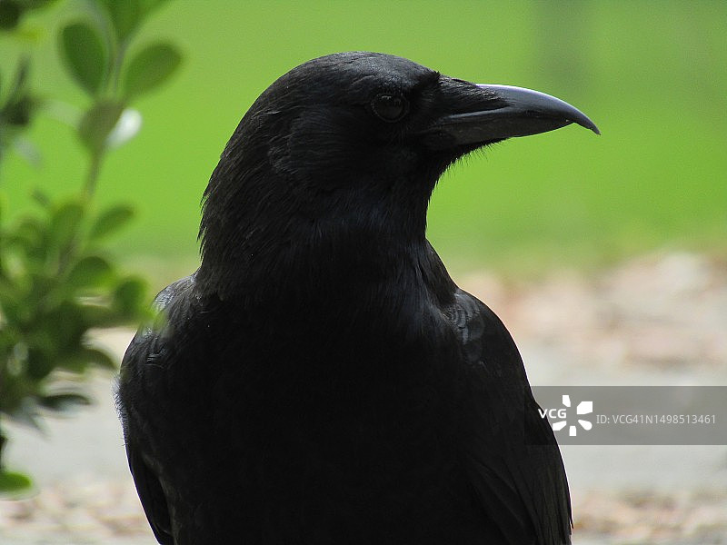乌鸦特写图片素材