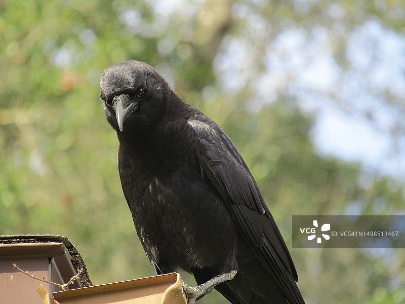栖息在栏杆上的黑乌鸦特写图片素材