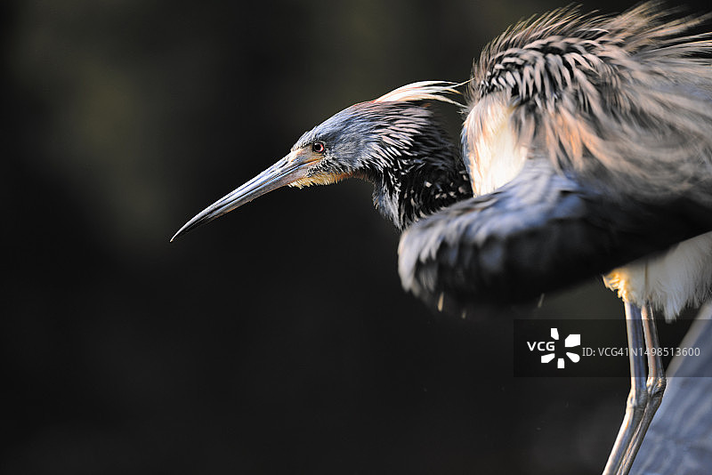 户外飞翔的苍鹭特写，美国南卡罗来纳州罗亚尔港图片素材