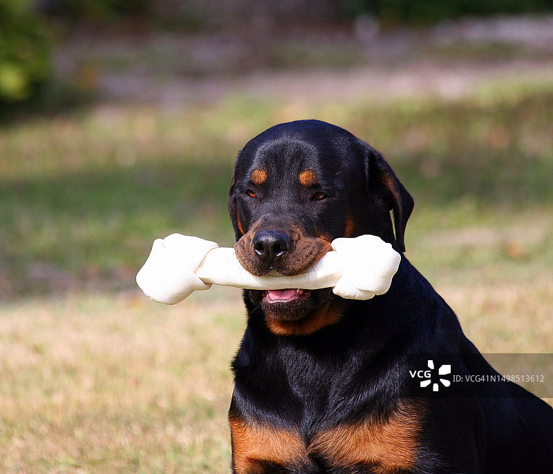 罗威纳犬坐在田野上的特写，巴哈马拿骚图片素材