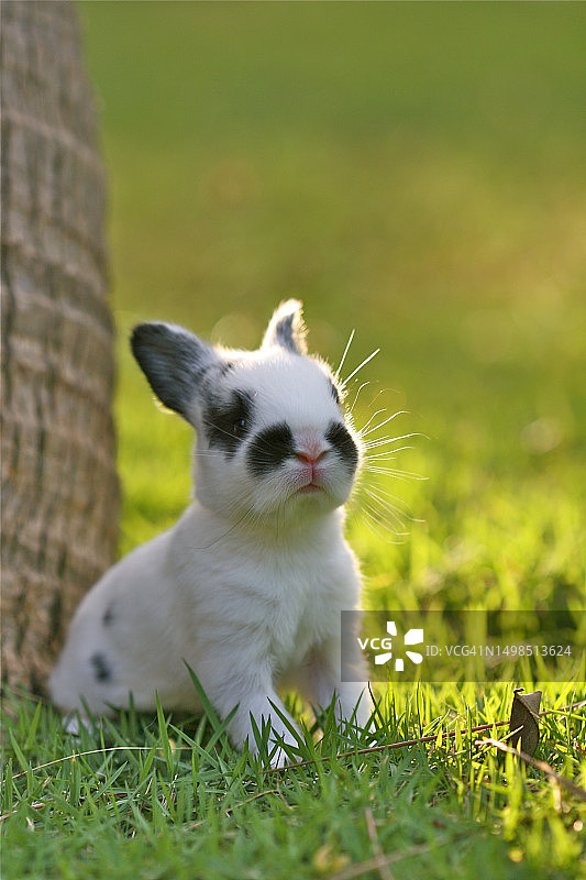 在巴哈马拿骚，坐在草地上的猫咪特写图片素材